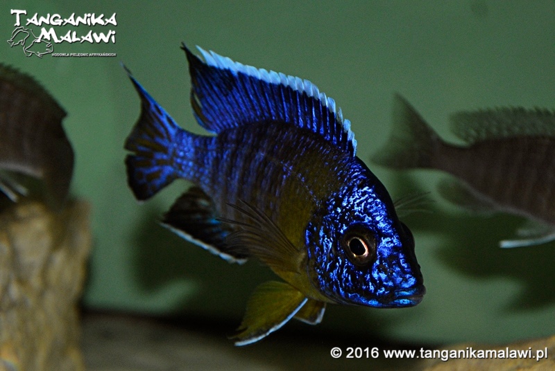 Aulonocara stuartgranti 'Gallireya Reef'